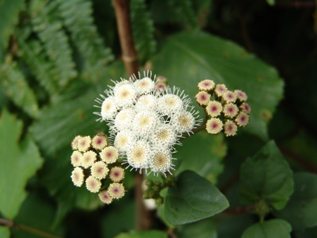 1_ageratina adenophora